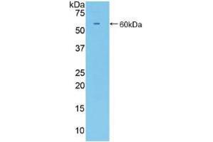 Western blot analysis of recombinant Mouse CD34. (CD34 anticorps  (AA 36-287))