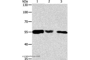 Western blot analysis of Hela, 293T and NIH/3T3 cell, using CALR Polyclonal Antibody at dilution of 1:500 (Calreticulin anticorps)