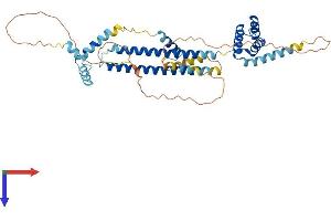 AlphaFold protein structure predicition of Mouse Recombinant Pbx1 Protein, UniprotID P41778