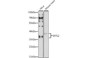 Western blot analysis of extracts of various cell lines, using EXTL2 antibody (ABIN7267066) at 1:1000 dilution.