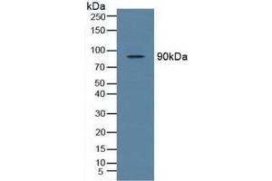 Western blot analysis of Rat Testis Tissue. (TBK1 anticorps  (AA 9-310))