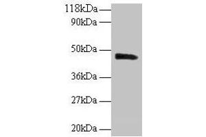 Western blot All lanes: PICK1 antibody at 2 μg/mL + Mouse brain tissue Secondary Goat polyclonal to rabbit IgG at 1/10000 dilution Predicted band size: 47, 40 kDa Observed band size: 47 kDa (PICK1 anticorps  (AA 1-200))