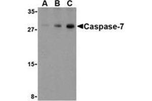 Western blot analysis of Caspase-7 in human skeletal muscle cell lysate with Caspase-7 antibody at (A) 0. (Caspase 7 anticorps  (C-Term))