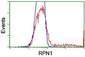 Image no. 6 for anti-Ribophorin 1 (RPN1) antibody (ABIN1500748) (RPN1 anticorps)