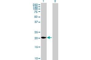 Western Blot analysis of MAGEH1 expression in transfected 293T cell line by MAGEH1 MaxPab polyclonal antibody. (MAGEH1 anticorps  (AA 1-219))