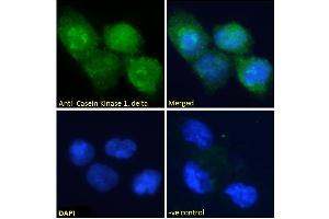 ABIN185622 Immunofluorescence analysis of paraformaldehyde fixed U251 cells, permeabilized with 0. (Casein Kinase 1 delta anticorps  (Internal Region))