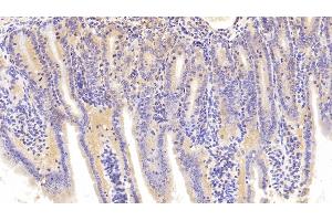 Detection of PCK1 in Mouse Small intestine Tissue using Polyclonal Antibody to Phosphoenolpyruvate Carboxykinase 1, Soluble (PCK1)