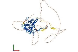 AlphaFold protein structure predicition of Human Recombinant HYCC1 Protein, UniprotID Q9BYI3