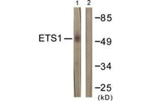 Western Blotting (WB) image for anti-V-Ets erythroblastosis Virus E26 Oncogene Homolog 1 (Avian) (ETS1) (AA 11-60) antibody (ABIN2888658) (ETS1 anticorps  (AA 11-60))