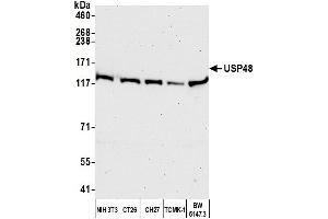 Western Blotting (WB) image for anti-Ubiquitin Specific Peptidase 48 (USP48) (AA 985-1035) antibody (ABIN7450886) (USP48 anticorps  (AA 985-1035))
