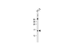 Anti-SYNJ2BP Antibody (N-Term) at 1:2000 dilution + PC-3 whole cell lysate Lysates/proteins at 20 μg per lane. (SYNJ2BP anticorps  (AA 22-66))