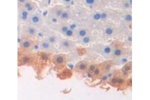 #VALUE! (DEFA2 anticorps  (AA 18-94))