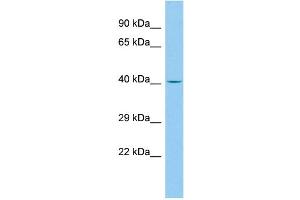 WB Suggested Anti-EN2 Antibody Titration:  0. (EN2 anticorps  (C-Term))
