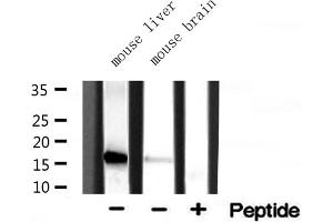 Western blot analysis of extracts of various tissue ,using RPL35 antibody (RPL35 anticorps  (C-Term))