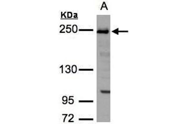 TJP1 antibody  (N-Term)