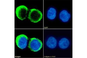 Immunofluorescence staining of fixed Daudi cells with anti-CD37 antibody G28-1. (Recombinant CD37 anticorps)