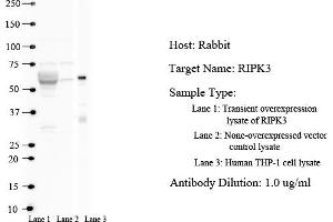 Host: Rabbit Target Name: RIPK3 Sample Type: Lane 1: Transient overexpression lysate of RIPK3 Lane 2: Non-overexpressed vector control lysate Antibody Dilution: 1.