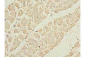 Immunohistochemistry of paraffin-embedded human heart tissue using ABIN7163881 at dilution of 1:100 (GALNT2 anticorps  (AA 442-571))