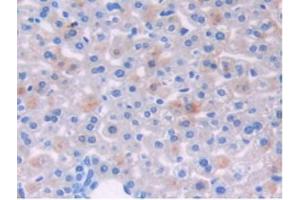 IHC-P analysis of Mouse Liver Tissue, with DAB staining. (Growth Hormone Receptor anticorps  (AA 36-266))