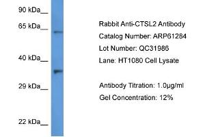 Western Blotting (WB) image for anti-Cathepsin L2 (CTSL2) (C-Term) antibody (ABIN2788750) (Cathepsin L2 anticorps  (C-Term))