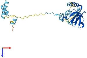 AlphaFold protein structure predicition of Human Recombinant POP4 Protein, UniprotID O95707
