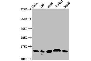 Western Blot Positive WB detected in: Hela whole cell lysate, 293 whole cell lysate, A549 whole cell lysate, Jurkat whole cell lysate, HepG2 whole cell lysate (all treated with 30 mM sodium butyrate for 4h) All lanes: HIST1H2AG antibody at 1.