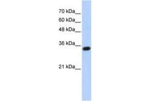 anti-Complement C1q Tumor Necrosis Factor-Related Protein 4 (C1QTNF4) (AA 107-156) antibody