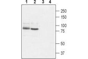 Western blot analysis of rat brain (lanes 1 and 3) and rat RBL basophilic leukemia cell lysate (lanes 2 and 4): - 1,2. (TRPV2 anticorps  (1st Extracellular Loop))