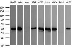 Image no. 1 for anti-Cell Division Cycle 123 Homolog (CDC123) antibody (ABIN1497388) (CDC123 anticorps)