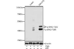 Western blot analysis of extracts of various cell lines, using Phospho-ERK1-T202 antibody (ABIN3019886, ABIN3019887, ABIN3019888 and ABIN1681793) at 1:1000 dilution.