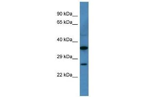 Cacng1 antibody used at 0. (CACNG1 anticorps  (N-Term))