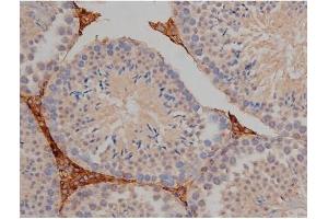 ABIN6267356 at 1/200 staining Mouse testis tissue sections by IHC-P.