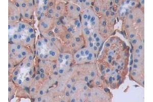 Detection of LCNL1 in Rat Kidney Tissue using Polyclonal Antibody to Lipocalin Like Protein 1 (LCNL1) (LCNL1 anticorps)