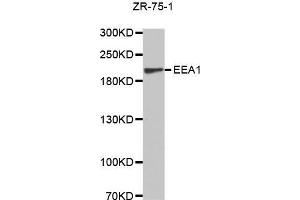 Western Blotting (WB) image for anti-Early Endosome Antigen 1 (EEA1) (AA 1182-1411) antibody (ABIN6213897) (EEA1 anticorps  (AA 1182-1411))