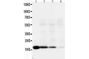 Lane 4: RAJI Cell Lysate (IL-18 anticorps  (C-Term))
