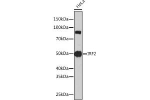 Western blot analysis of extracts of HeLa cells, using IRF2 Rabbit mAb (ABIN1681257, ABIN3019232, ABIN3019233 and ABIN7101734) at 1:1000 dilution.