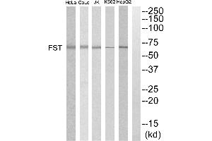 Western blot analysis of extracts from HepG2, K562, COLO205, Jurkat and HeLa cells, using FST antibody. (Follistatin anticorps)