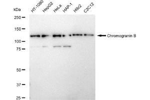 anti-Chromogranin B (Secretogranin 1) (CHGB) antibody