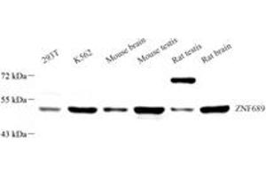 Western blot analysis of ZNF689 (ABIN7076271) at dilution of 1: 1500 (ZNF689 anticorps)