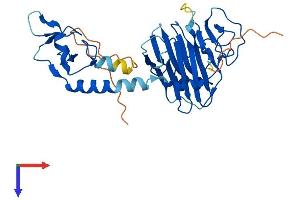 AlphaFold protein structure predicition of Human Recombinant RFPL1 Protein, UniprotID O75677
