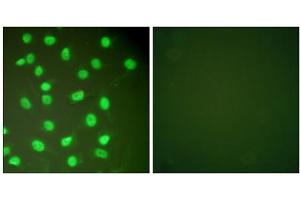 Immunofluorescence analysis of HepG2 cells, using MCM2 antibody (ABIN5976452). (MCM2 anticorps  (N-Term))