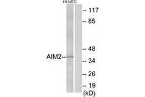Western blot analysis of extracts from HuvEc cells, using AIM2 Antibody. (AIM2 anticorps  (AA 51-100))