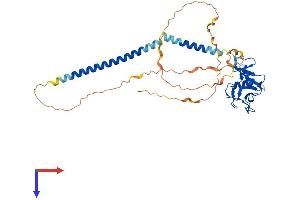 AlphaFold protein structure predicition of Human Recombinant CLEC17A Protein, UniprotID Q6ZS10