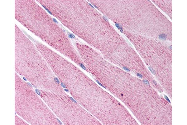 KCNG1 anticorps  (N-Term)