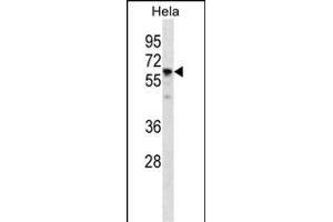 CCT7 Antibody (N-term) (ABIN1881183 and ABIN2839101) western blot analysis in Hela cell line lysates (35 μg/lane). (CCT7 anticorps  (N-Term))