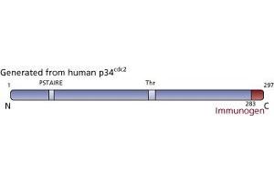 Image no. 4 for anti-Cyclin-Dependent Kinase 1 (CDK1) (AA 283-297) antibody (ABIN967705)