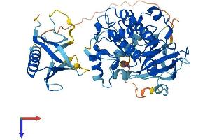 V-Akt Murine Thymoma Viral Oncogene Homolog 2 (AKT2) (AA 1-481) protein (His tag)