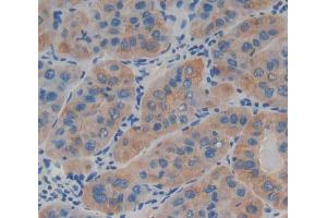 IHC-P analysis of Kidney tissue, with DAB staining. (LAMb4 anticorps  (AA 1543-1759))