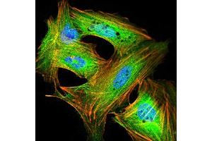 Immunofluorescence analysis of SK-N-SH cells using GRIK4 mouse mAb (green).