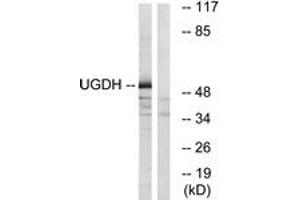 Western blot analysis of extracts from COLO cells, using UGDH Antibody. (UGDH anticorps  (AA 391-440))
